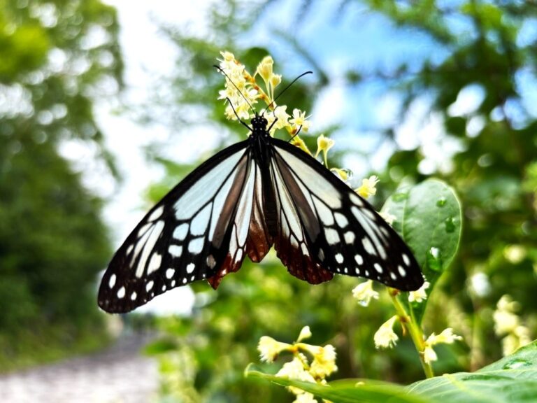 御来光だけじゃない！富士山で見える動植物-吉田ルート